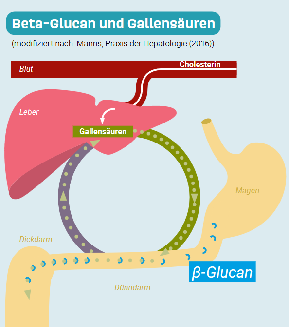 Grafik-Enterohepatischer-Kreislauf.png