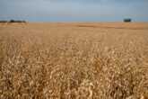 E02_HaferDieAlleskoerner_Feld_-_Kopie.jpg