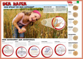 „Der Hafer – Was steckt in dem Getreide?”