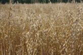 Lebensmittel aus Hafer boomen -
Rohstoffbedarf wächst weiter