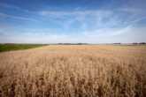 E03_HaferDieAlleskoerner_Feld_-_Kopie.jpg