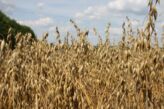 Haferanbauflächen 2020 mit bemerkenswertem Wachstum