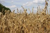 Haferanbauflächen 2020 mit bemerkenswertem Wachstum