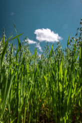 Mehr Nachfrage nach Hafer – Frühjahrsaussaat bietet Chancen