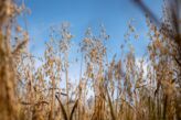 Nachfrage nach Hafer steigt weiter